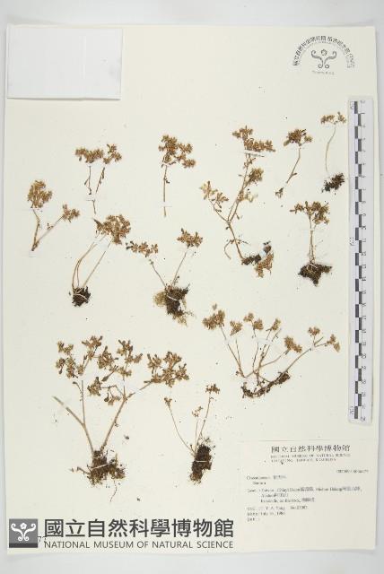 登錄號:S036477藏品圖，第1張