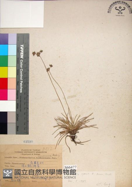 乾溝飄拂草藏品圖，第1張