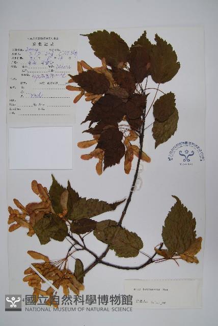 四蕊槭藏品圖，第1張