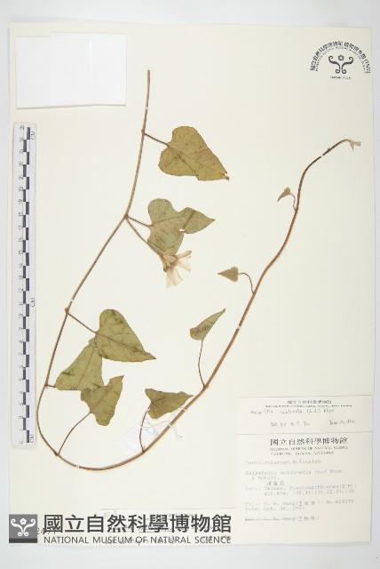 吊鐘藤藏品圖，第1張