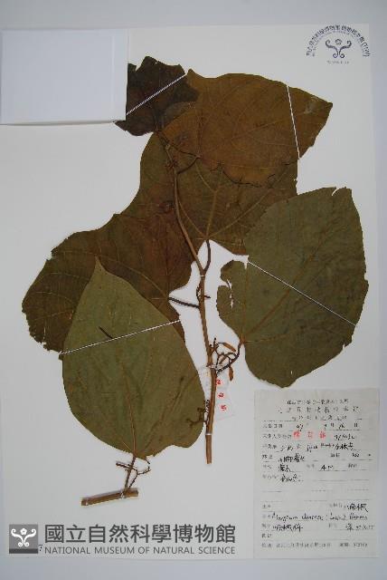 八角楓藏品圖，第1張