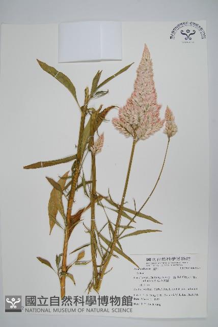 登錄號:S062477藏品圖，第1張