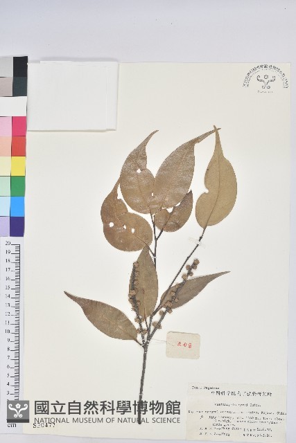 反刺苦櫧藏品圖，第1張