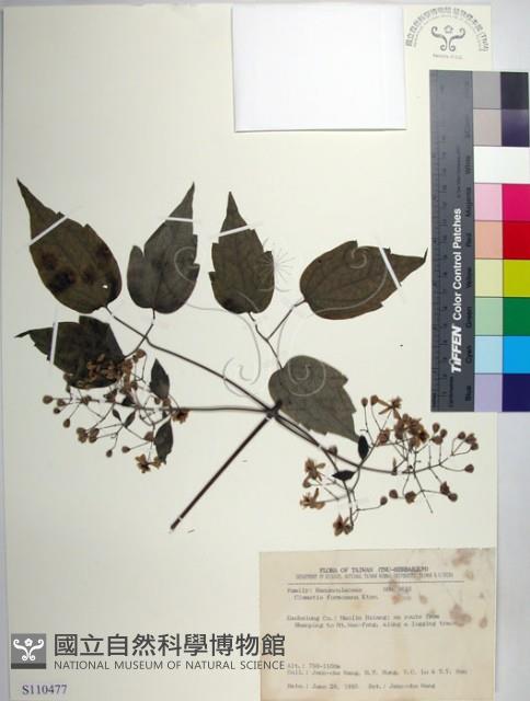 串鼻龍藏品圖，第1張