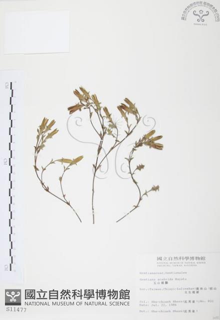 玉山龍膽藏品圖，第1張