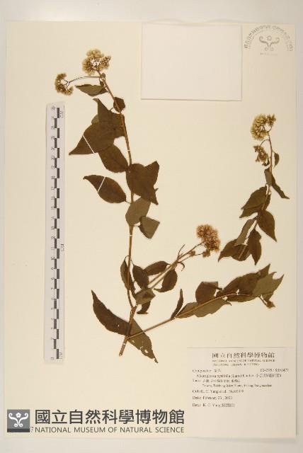 小舌菊、蔓綿菜藏品圖，第1張