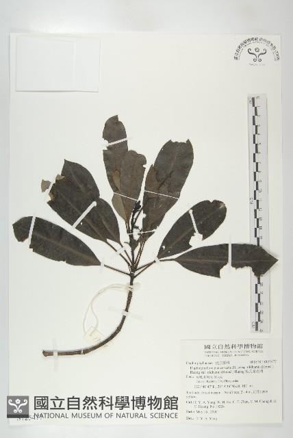 奧氏虎皮楠藏品圖，第1張