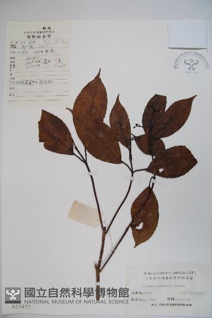 高山莢迷藏品圖，第1張