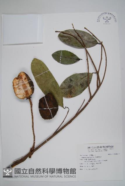 刺番荔枝藏品圖，第1張