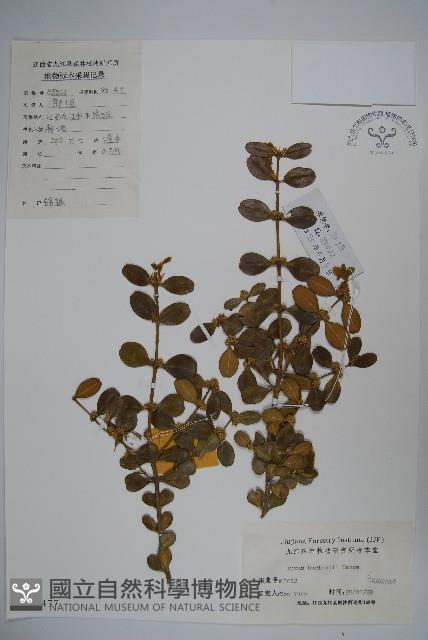 華南黃楊，雀舌黃楊，匙葉黃楊藏品圖，第1張