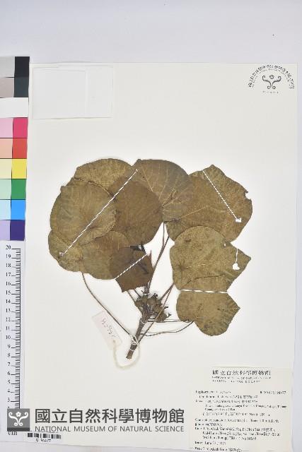 圓葉血桐藏品圖，第1張