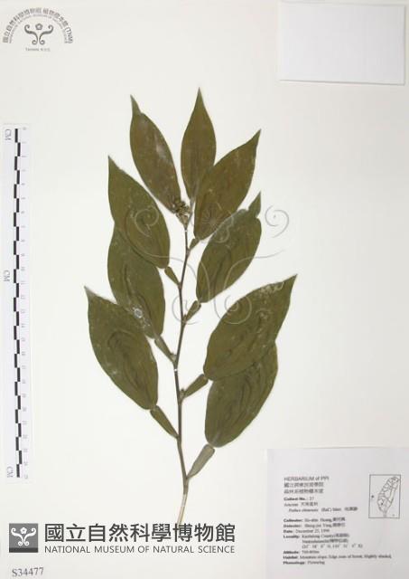 柚葉藤藏品圖，第1張