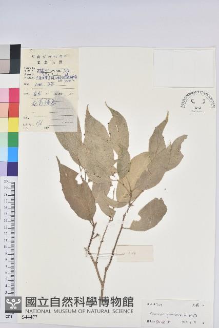 Accession Number:S044477 Collection Image