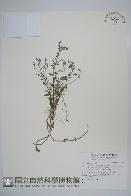 登錄號:S123477藏品圖，第1張