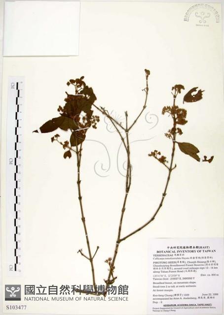 疏齒紫珠、恆春紫珠藏品圖，第1張