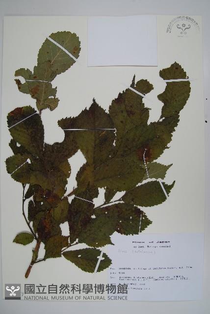 登錄號:S113477藏品圖，第1張