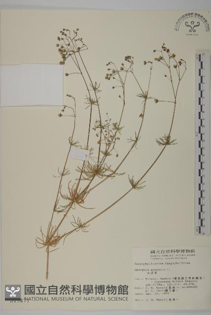 大爪草藏品圖，第1張