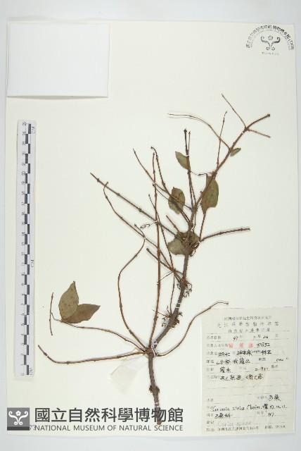 馬桑藏品圖，第1張