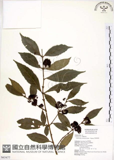 疏齒紫珠、恆春紫珠藏品圖，第1張