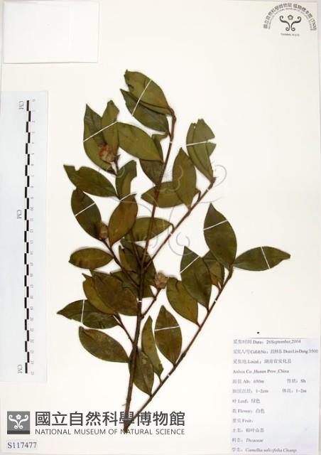 柳葉山茶藏品圖，第1張