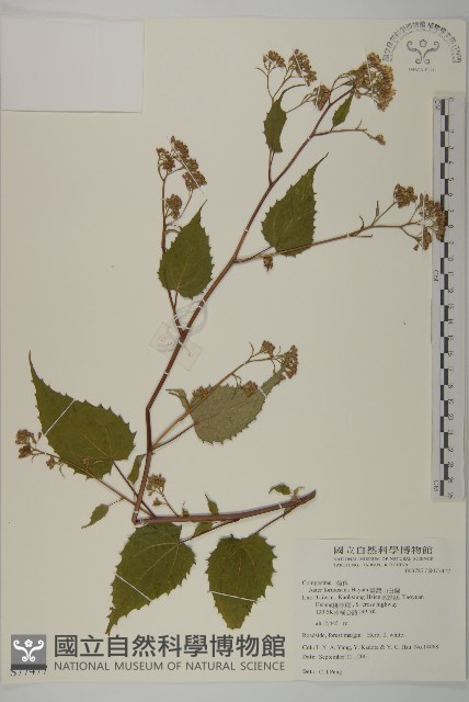 臺灣山白蘭藏品圖，第1張