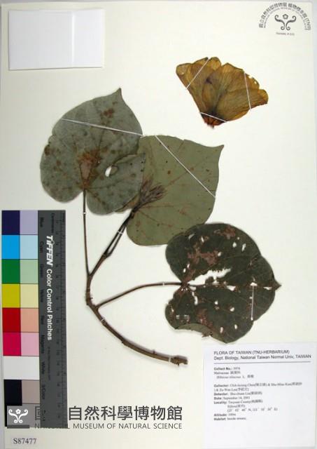 黃槿藏品圖，第1張