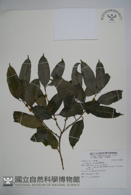 臺灣糊樗藏品圖，第1張