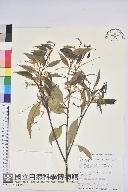 鋸葉長尾栲、白校欑藏品圖，第1張