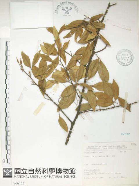 飛龍掌血藏品圖，第1張