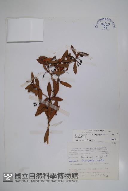 太魯閣小檗藏品圖，第1張