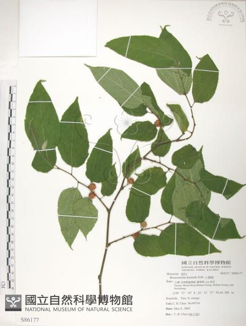 小構樹藏品圖，第1張