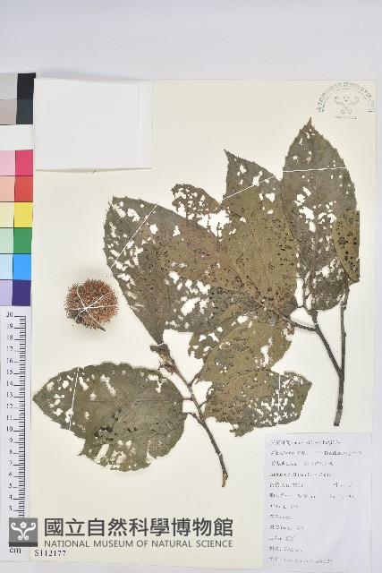 板栗藏品圖，第1張