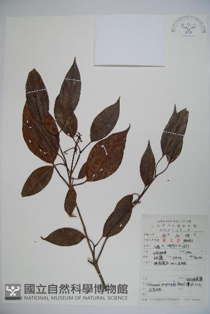 高山莢迷藏品圖，第1張