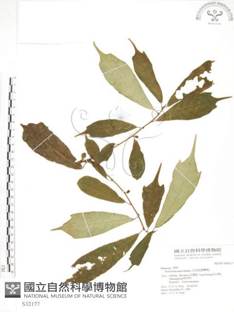 天仙果、臺灣榕藏品圖，第1張