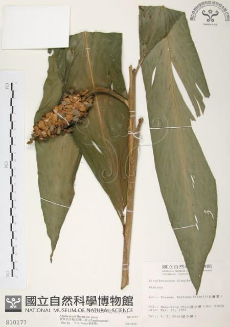 普萊氏月桃、短穗山姜藏品圖，第1張