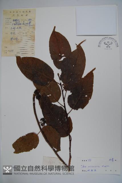 朱紅水木藏品圖，第1張