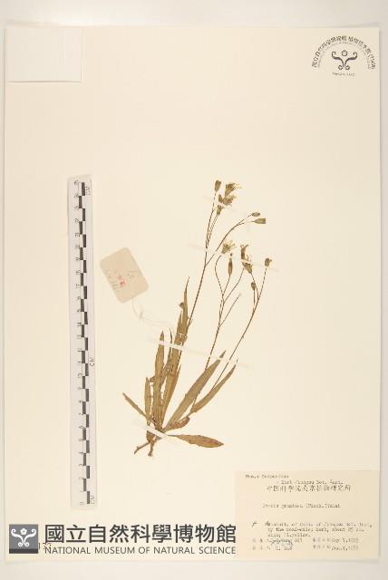 禾葉兔仔菜藏品圖，第1張