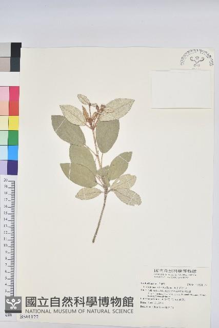 蒺藜藏品圖，第1張