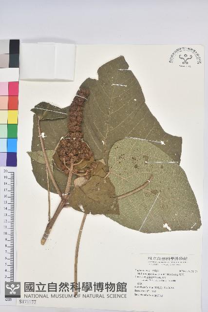 野桐藏品圖，第1張