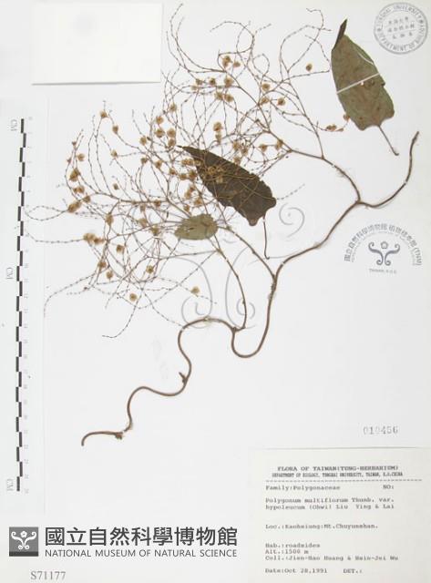 臺灣何首烏藏品圖，第1張