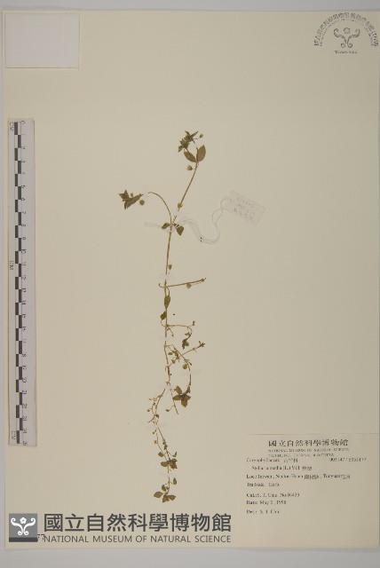 繁縷藏品圖，第1張