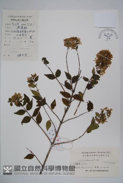 臺灣糯米條藏品圖，第1張