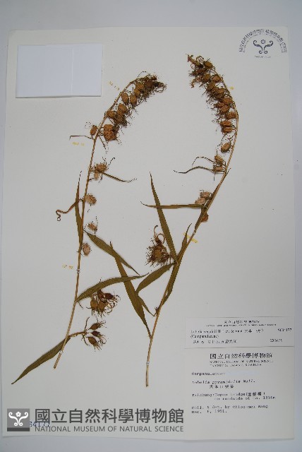 大本山梗菜藏品圖，第1張