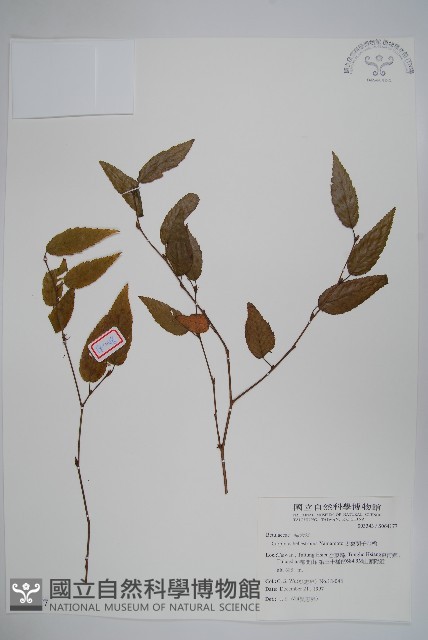 太魯閣千金榆藏品圖，第1張