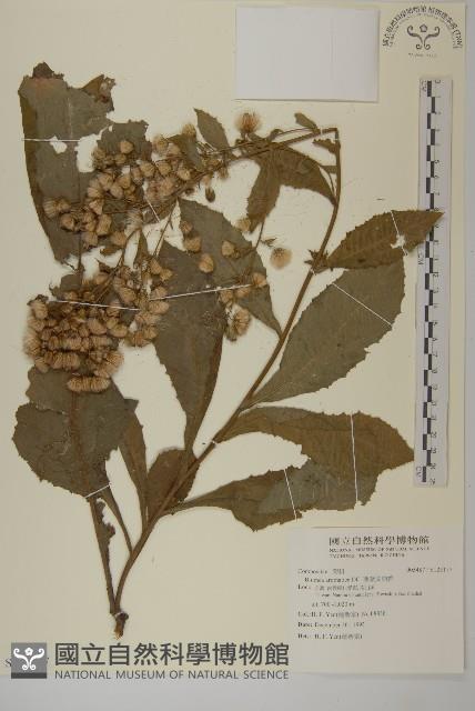 薄葉艾納香藏品圖，第1張