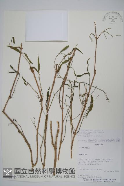 登錄號:S113177藏品圖，第1張