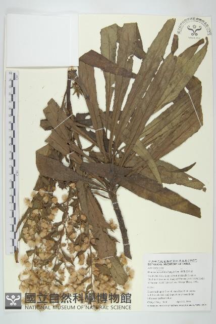 狹葉艾納香藏品圖，第1張