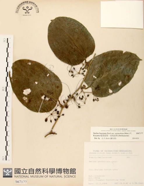 糙莖菝契、疣枝菝契藏品圖，第1張