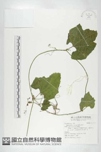 瓜葉栝樓藏品圖，第1張