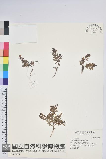 高山白珠樹藏品圖，第1張